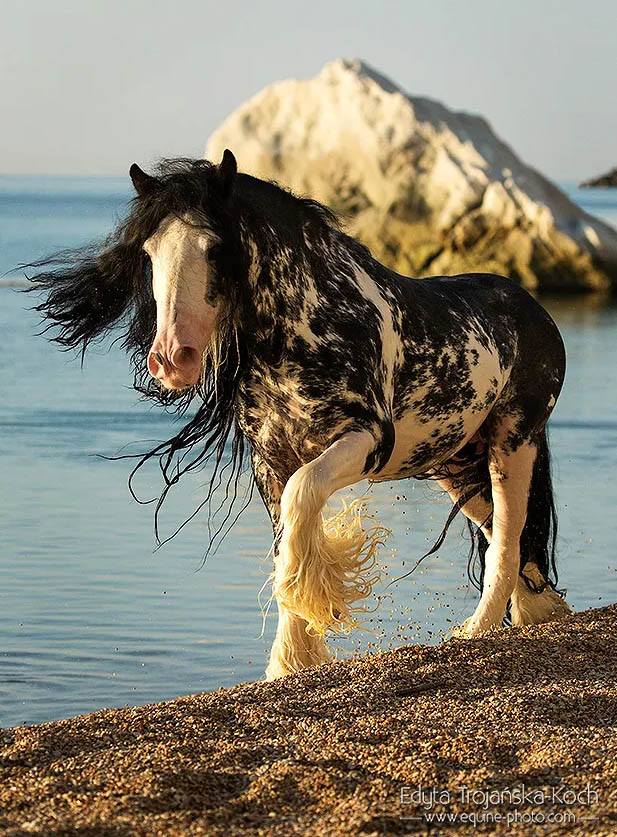 Gypsy Cob Stallion - Lord Darius